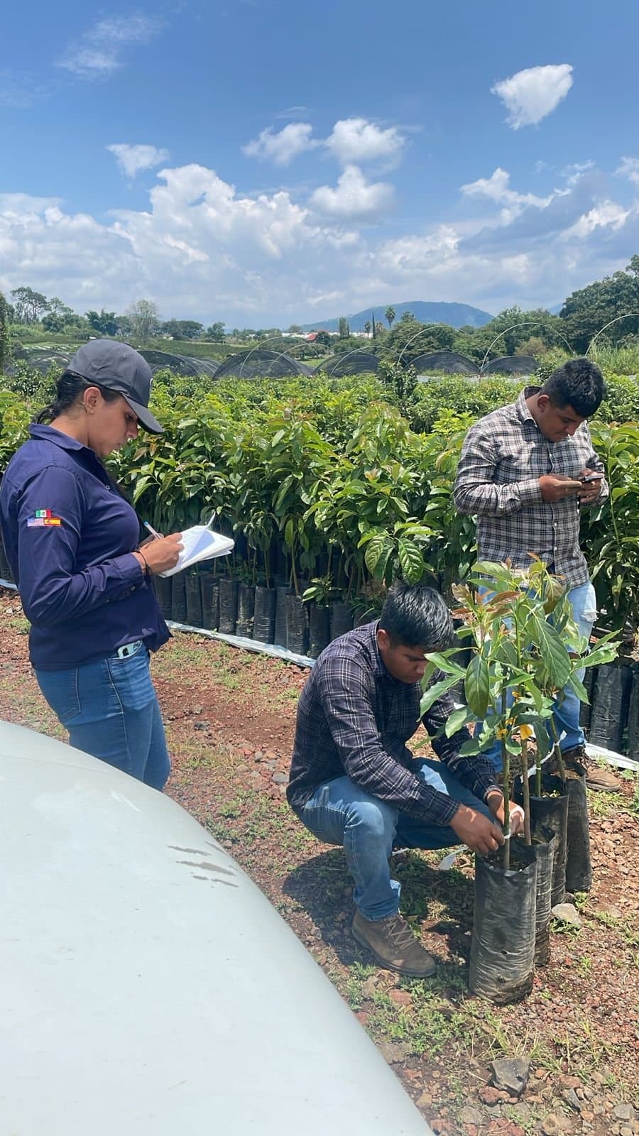 Workers tending young avocado trees in the nursery