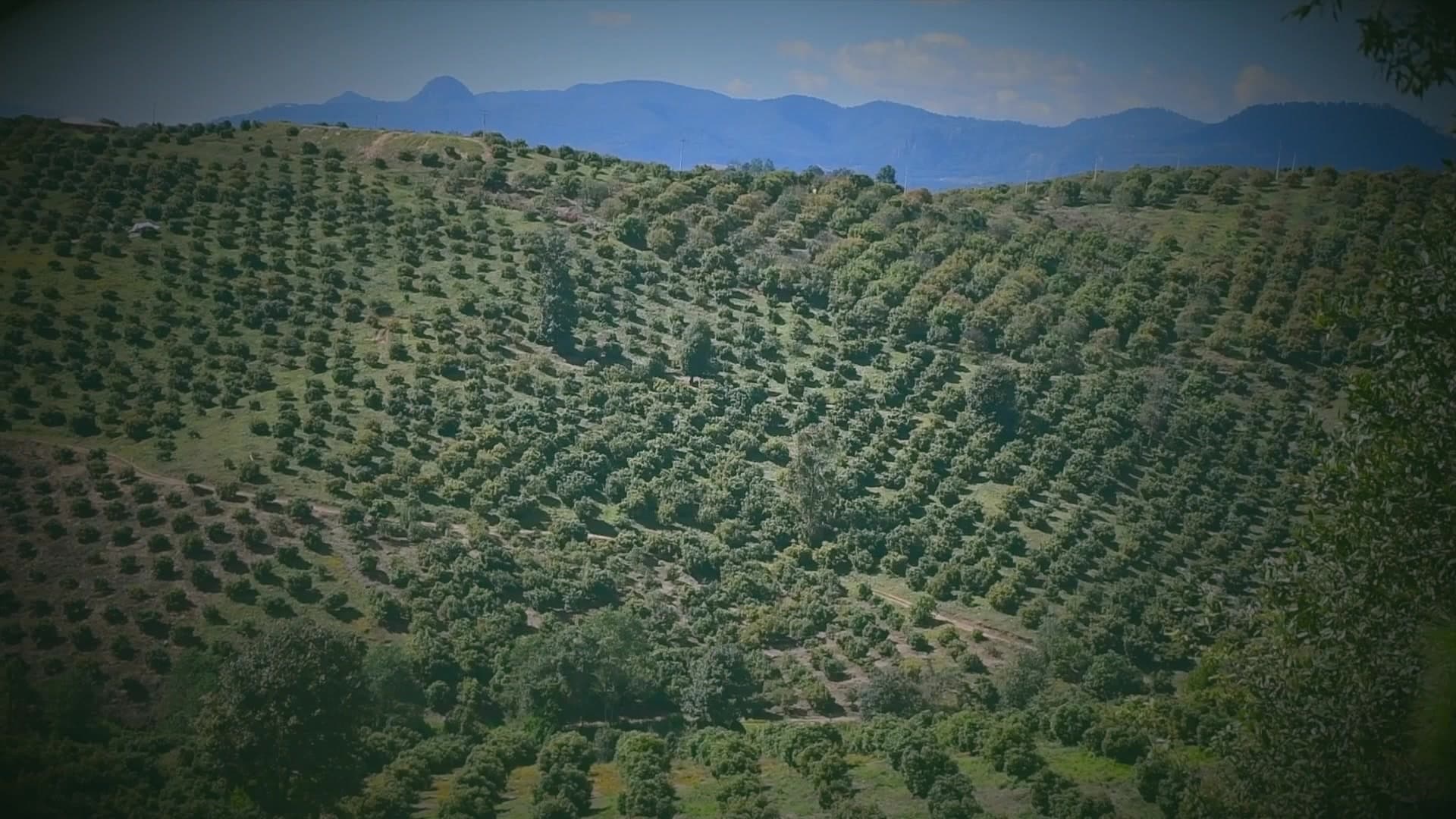 Avocado orchard on a hillside under a wide sky in Mexico